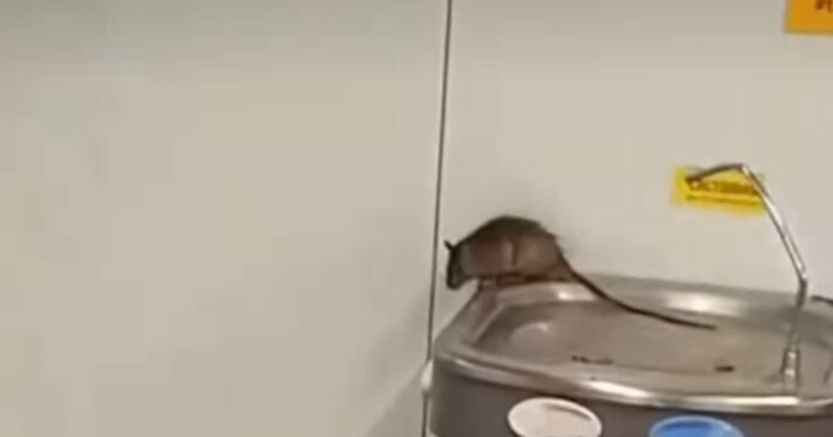 VÍDEO: Rato é flagrado em bebedouro do Aeroporto de Guarulhos