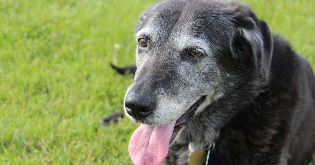 Pelos brancos também amarelam: entenda por que isso acontece com os pets