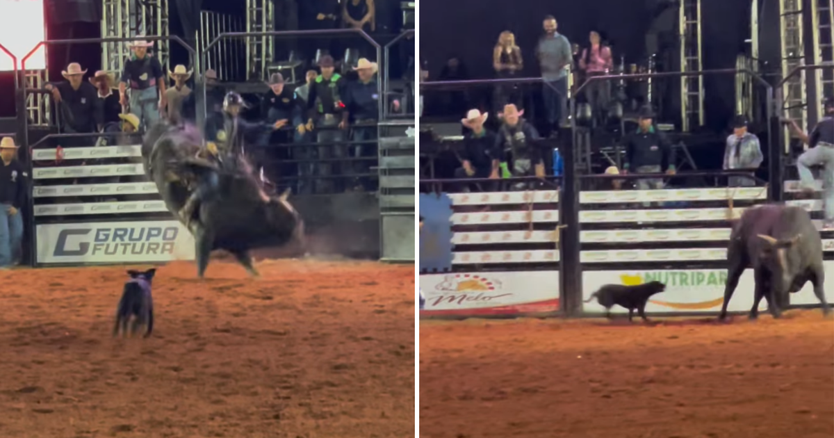 Cadela invade arena de rodeio e 'desafia' touro; veja o vídeo