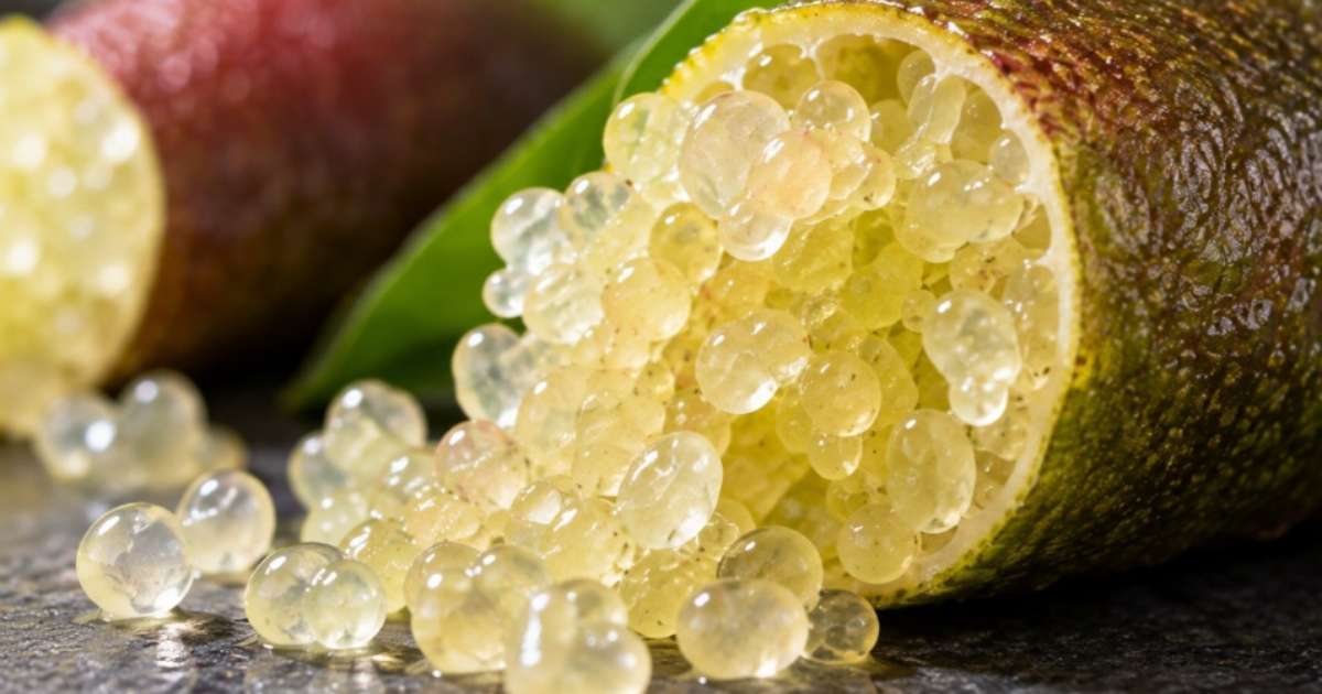 Limão-caviar: conheça a fruta exótica que pode custar R$ 1 mil o quilo