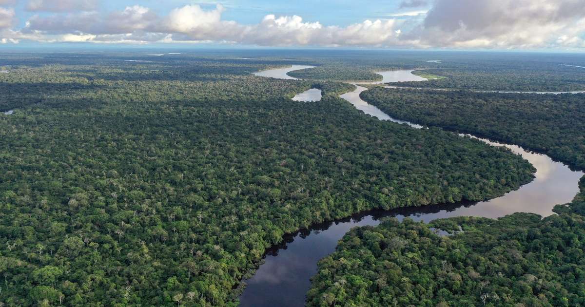 Dia da Amazônia: por que preservá-la é importante para o mundo todo?