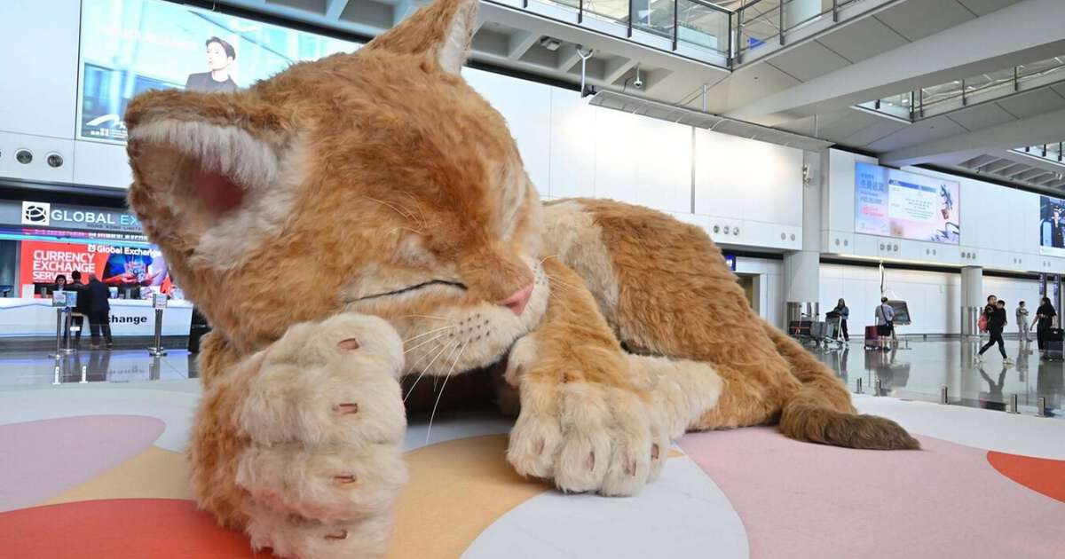 Hong Kong tem algo que muitos aeroportos invejariam; não é um novo terminal: é um gato gigante e interativo