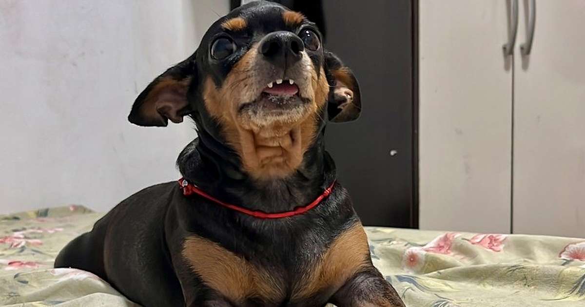 A luta emocionante de Lua: uma cadela que precisa vencer o câncer de mama