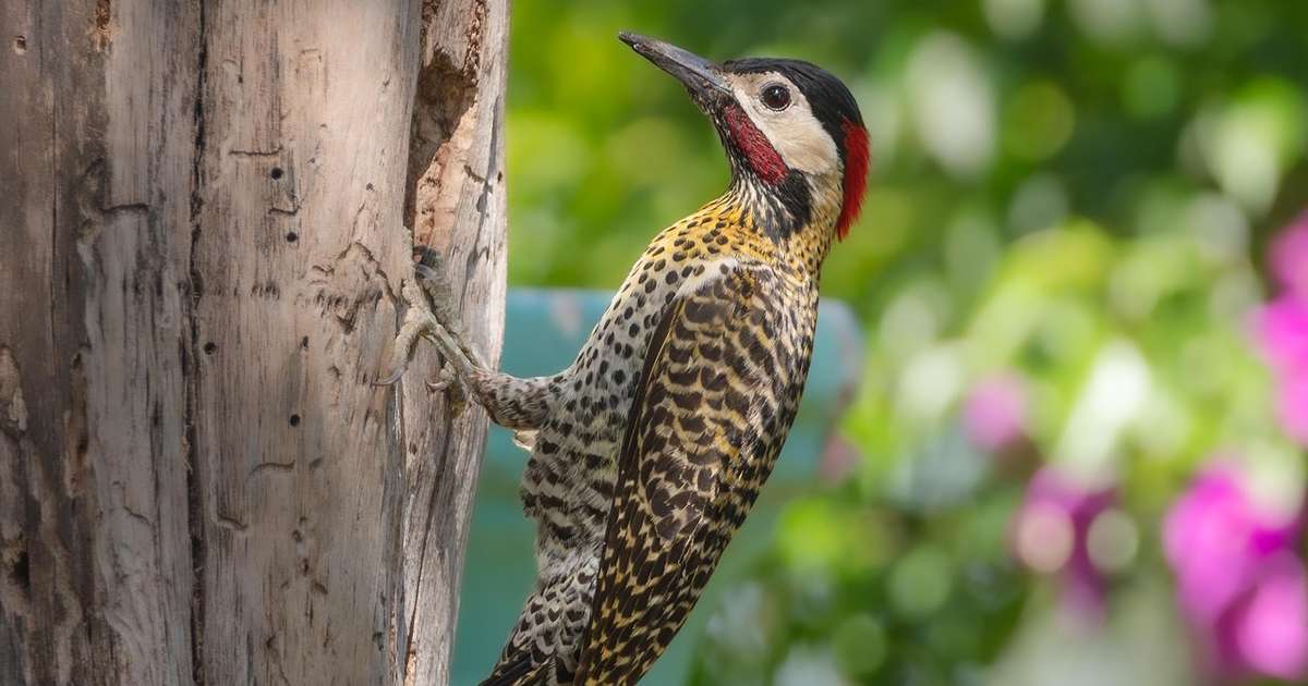 Pica-pau: habilidades surpreendentes que fazem dessa ave uma maravilha da natureza