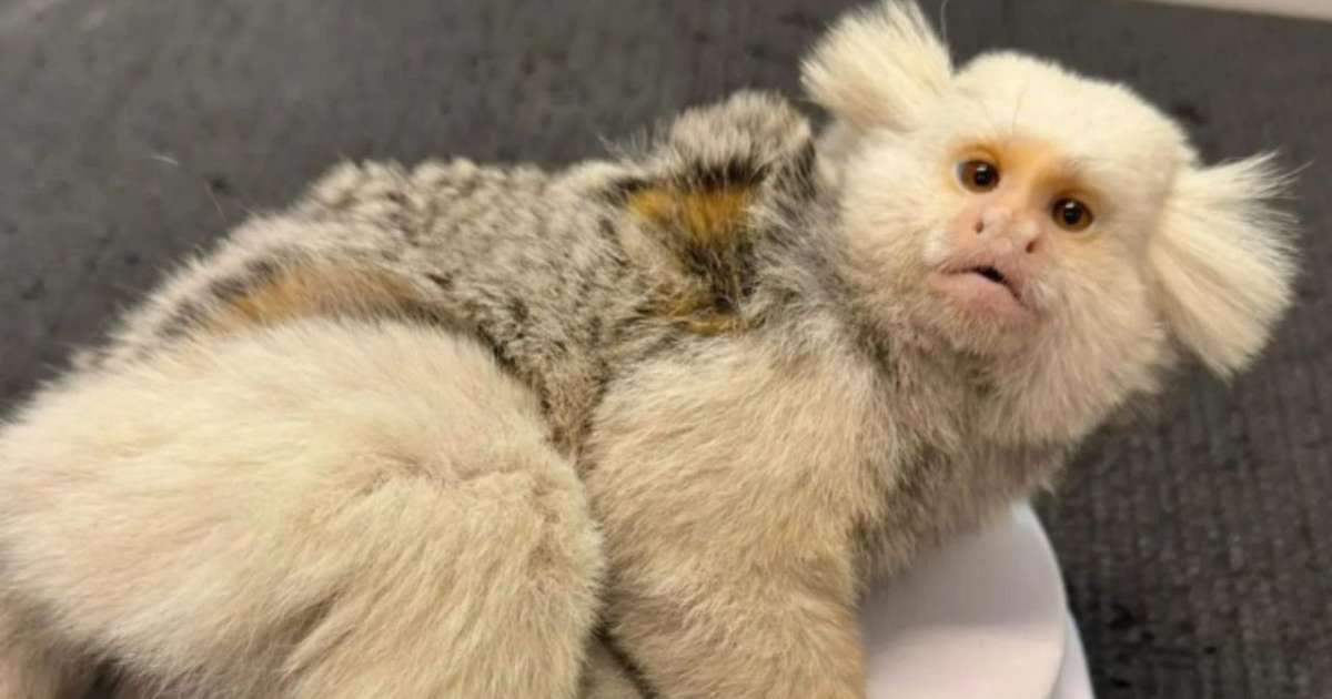 Sagui de pelagem rara é resgatado após atropelamento em Jaraguá do Sul