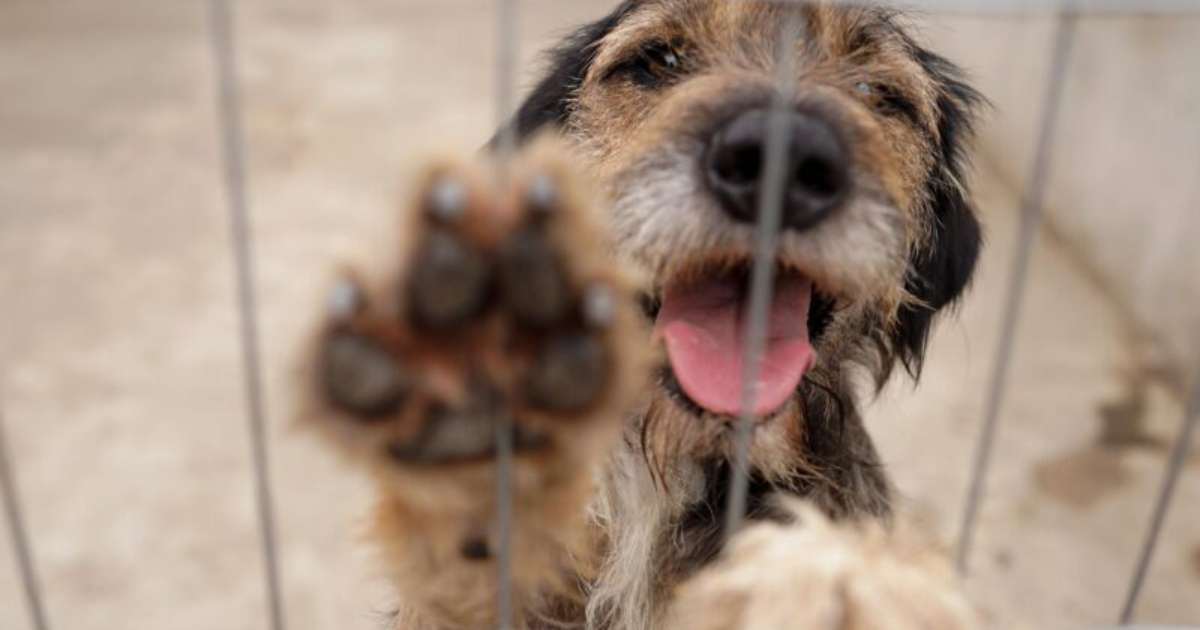 Atendimentos veterinários e feiras de adoção integram a programação da Causa Animal em setembro