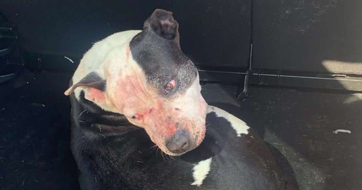 Homem morre após ataque de três cães pitbull na beira do litoral norte
