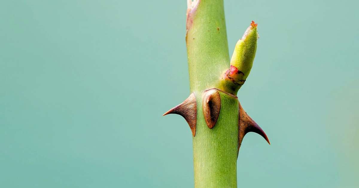 Flores delicadas, mas com defesas surpreendentes: 5 espécies que unem beleza e espinhos