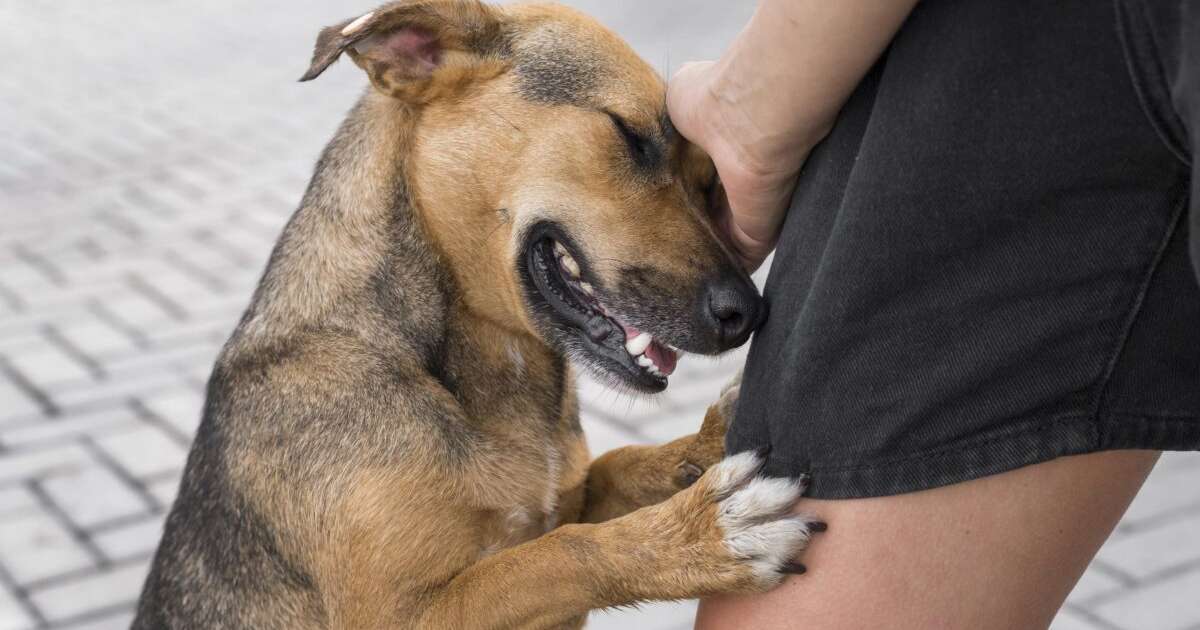 Feira Pet reúne cães e gatos para adoção no Shopping TOTAL neste sábado