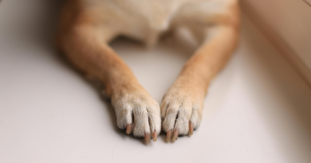 Por que os cães lambem as patas? Descubra as causas e como ajudar
