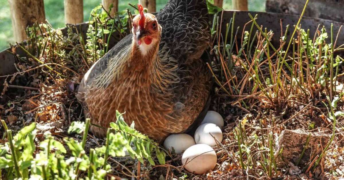 O debate do ovo ou da galinha já não é filosófico: a biologia molecular acaba de encerrá-lo para sempre