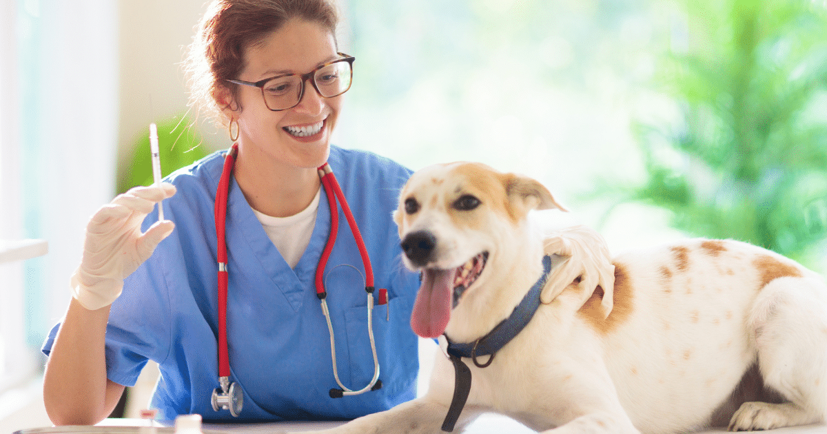Raiva é uma doença grave: veja como identificar sinais nos animais e prevenir