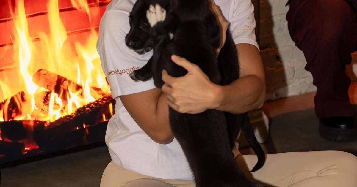 Puppy Yoga: a aula de yoga divertida com filhotes