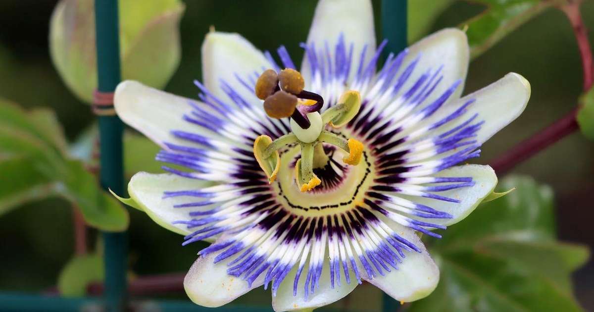 Chá de Passiflora: Relaxamento e Benefícios, mas com Cuidados