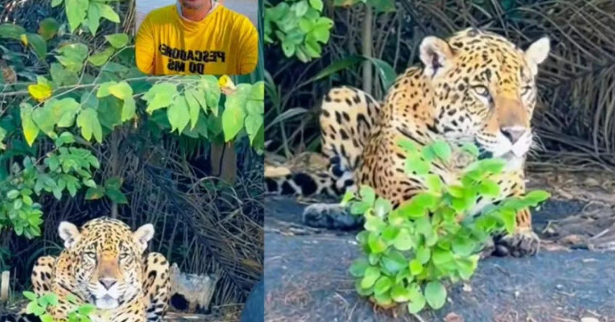 Pescador fica cara a cara com onça pintada durante expedição pelo Pantanal