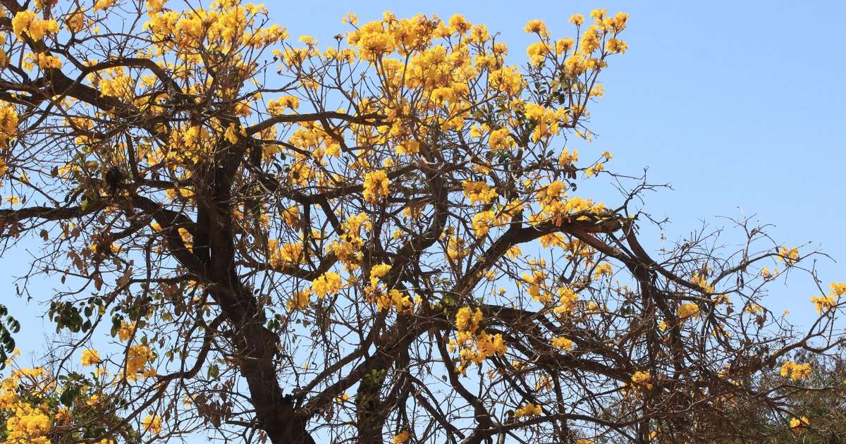 Um jardim que respeita o Cerrado: ideias para o paisagismo