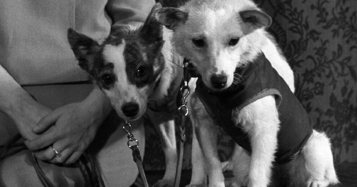 Há 65 anos, dois cachorrinhos deram 17 voltas completas ao redor da Terra, uma distância de quase 700 mil quilômetros, em 27h presas em um despressurizador e acabaram ajudando a humanidade a explorar o espaço