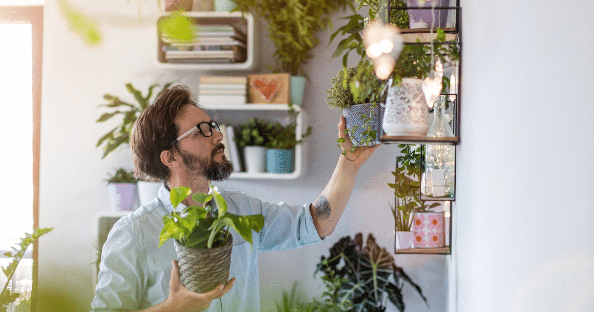 Quer renovar as energias da casa? Conheça 7 plantas associadas à proteção e à prosperidade