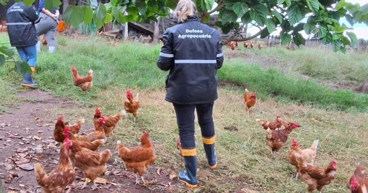RS confirma novo caso de gripe aviária em aves de criação doméstica em Selbach
