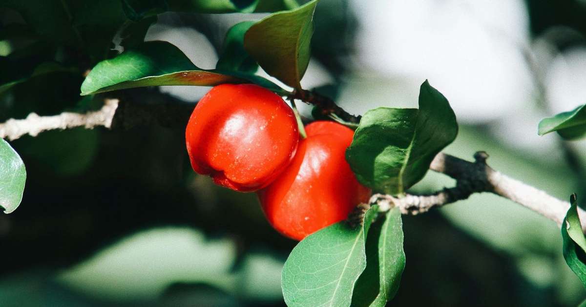 Seria a acerola a fruta mais completa? Entenda