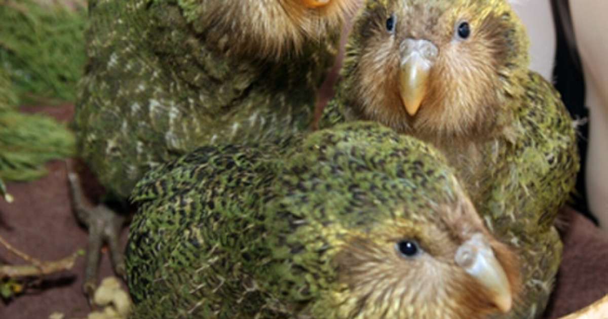 Kakapo: o papagaio que não voa e luta para escapar da extinção