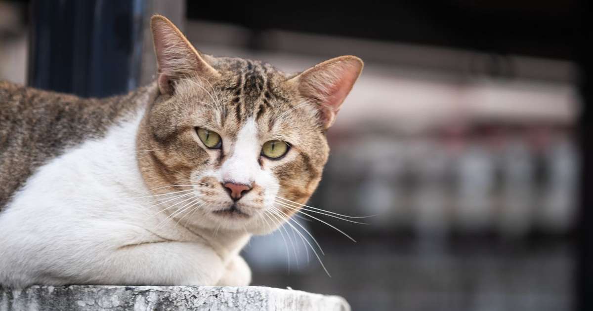 Em que idade o gato é considerado idoso? Descubra