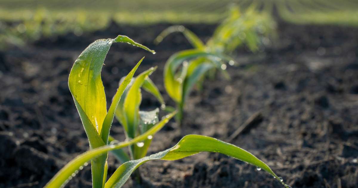 Crise climática no campo: as propostas de Lula e Flávio Bolsonaro para o seguro rural