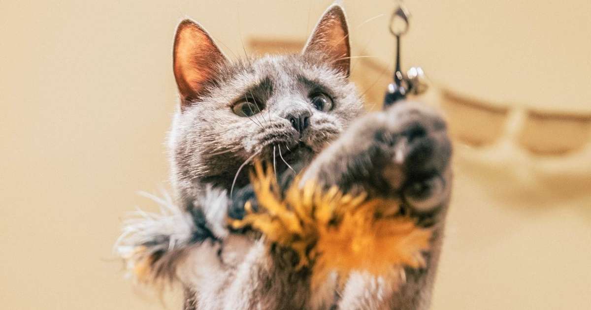 Zoomies em gatos: como transformar sustos em diversão e bem-estar