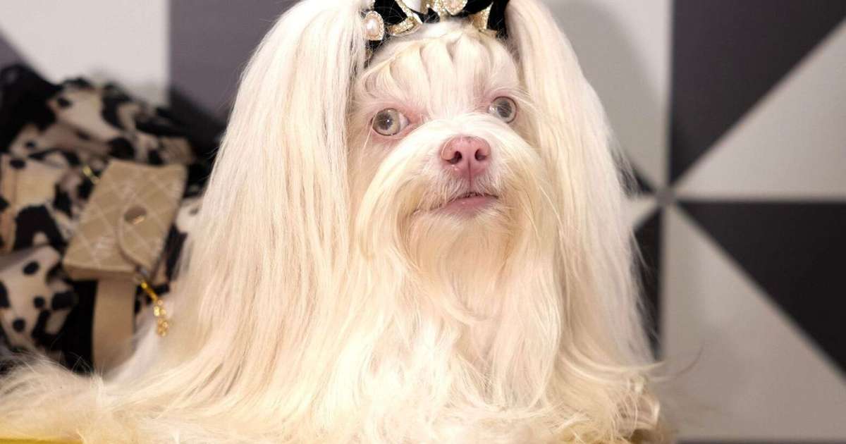 Nem drone, nem robô: em 'Quem Ama Cuida', filha de 4 patas de Pilar, Maria Antonieta dedura a mãe pilantra com arma tecnológica e vira melhor amiga de Adriana