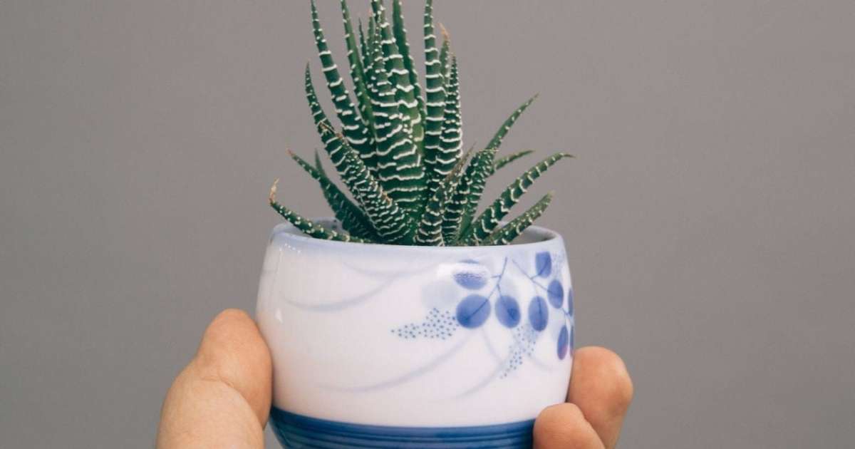 Jardineiros recomendam a planta-zebra: "É ideal para decorar a casa e perfeita para iniciantes"