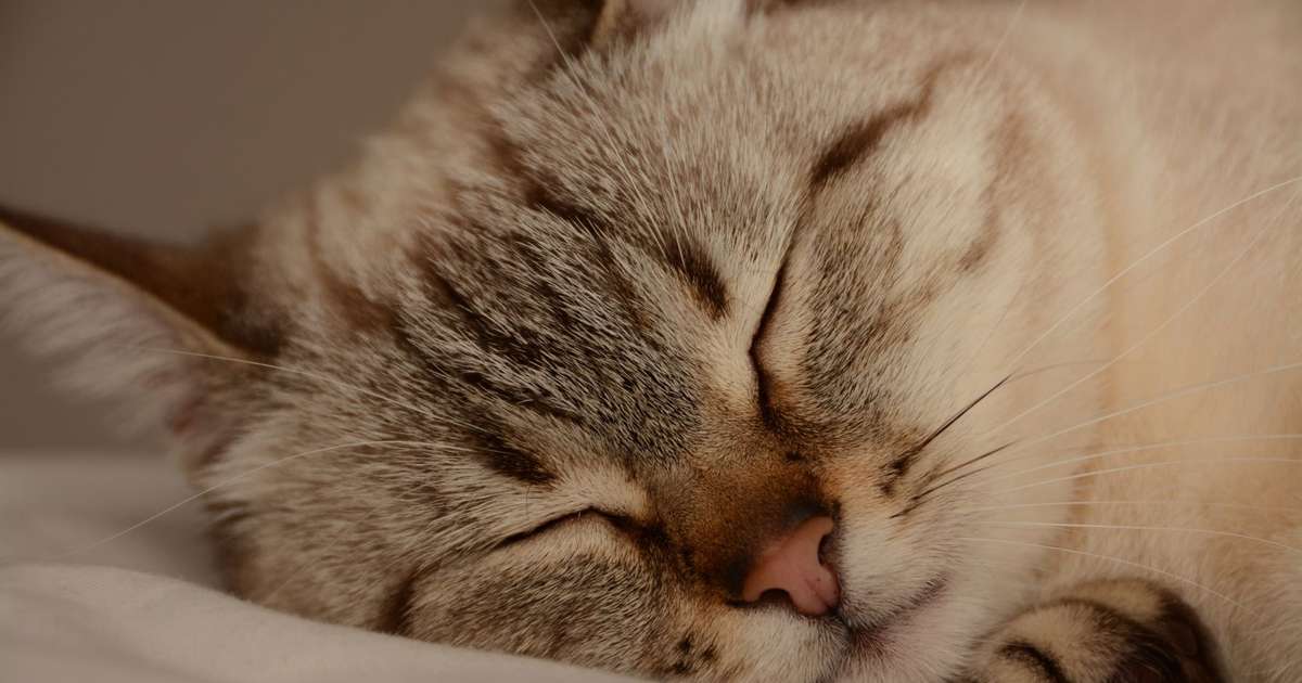 Seu pet passou pela cirurgia? Veja os cuidados específicos que gatos castrados exigem