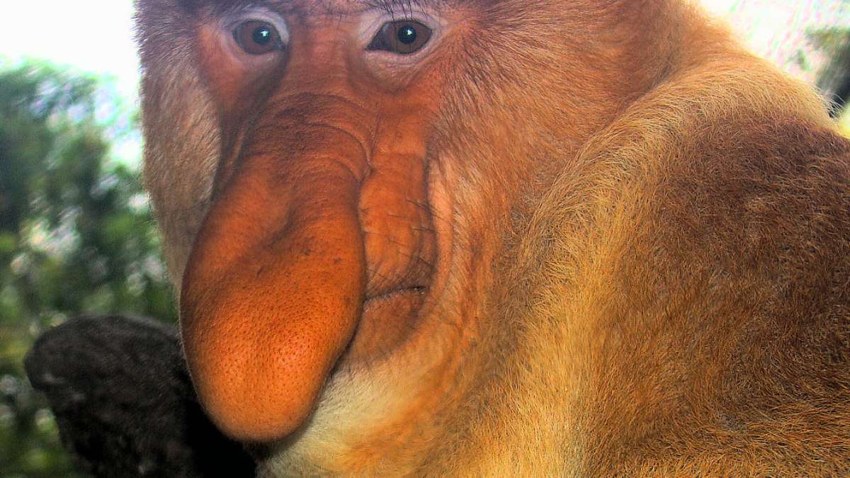 Macacos mais feios do mundo 