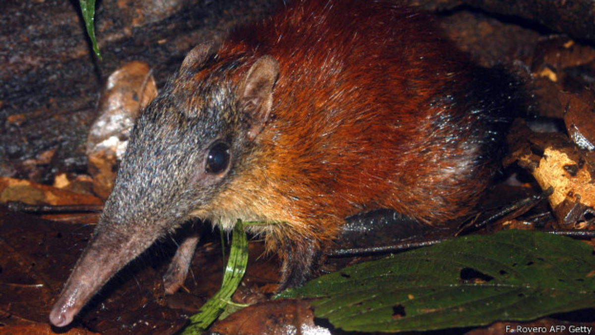 Homem encontra rato do tamanho de cachorro em casa, na Inglaterra