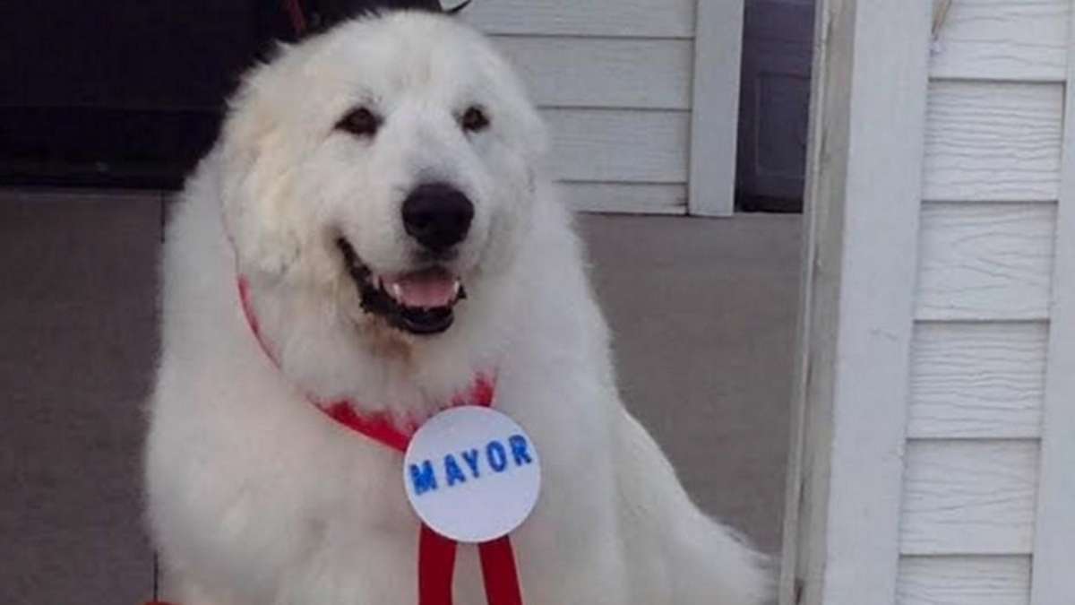 Cão é eleito prefeito em aldeia de Minnesota
