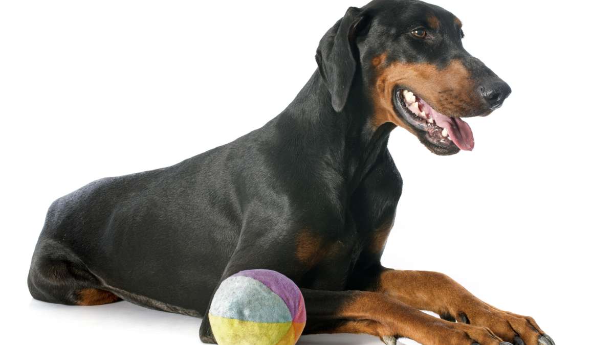 Cachorro Doberman: descubra aqui tudo sobre a raça