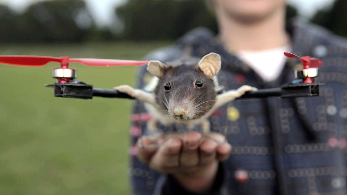 Rato Voador  Descubra fatos e informações fascinantes sob