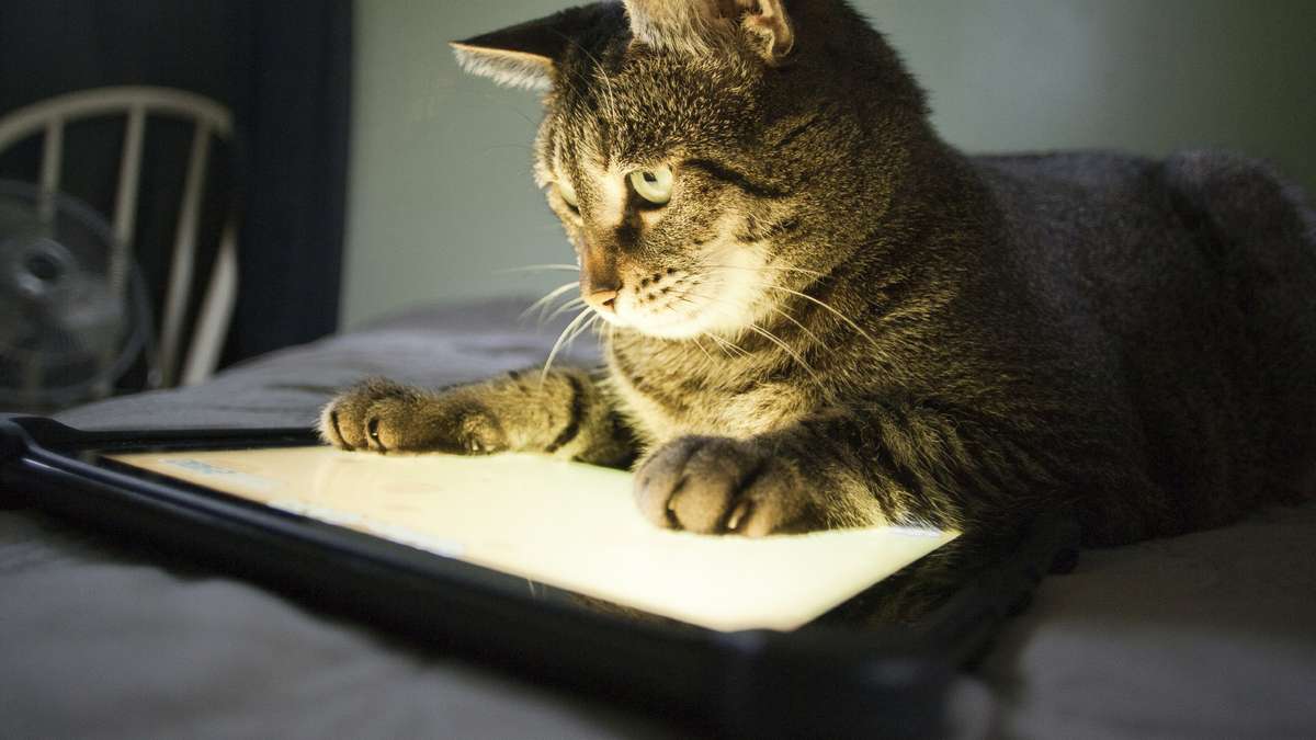 FELINOS TECNOLÓGICOS – APP'S PARA VOCÊ E SEU GATO