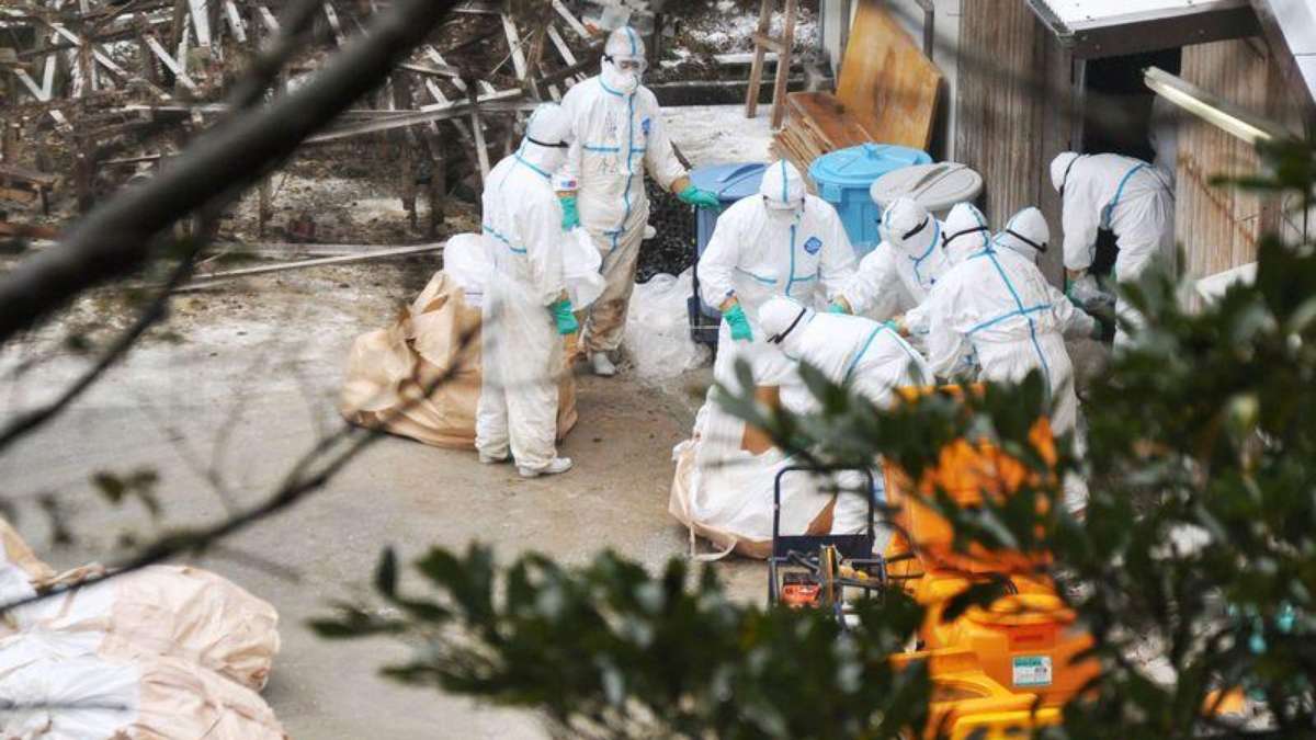 Japão: gripe aviária resulta no sacrifício de 140 mil aves