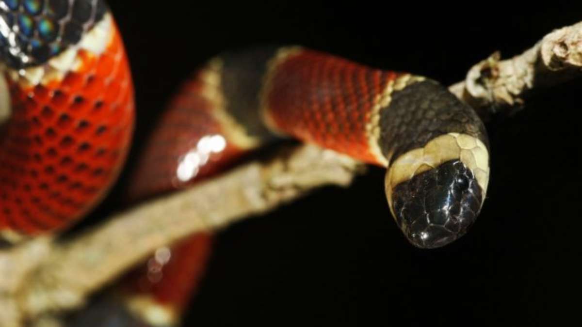 Costa Rica: mistério sobre veneno da cobra coral é revelado