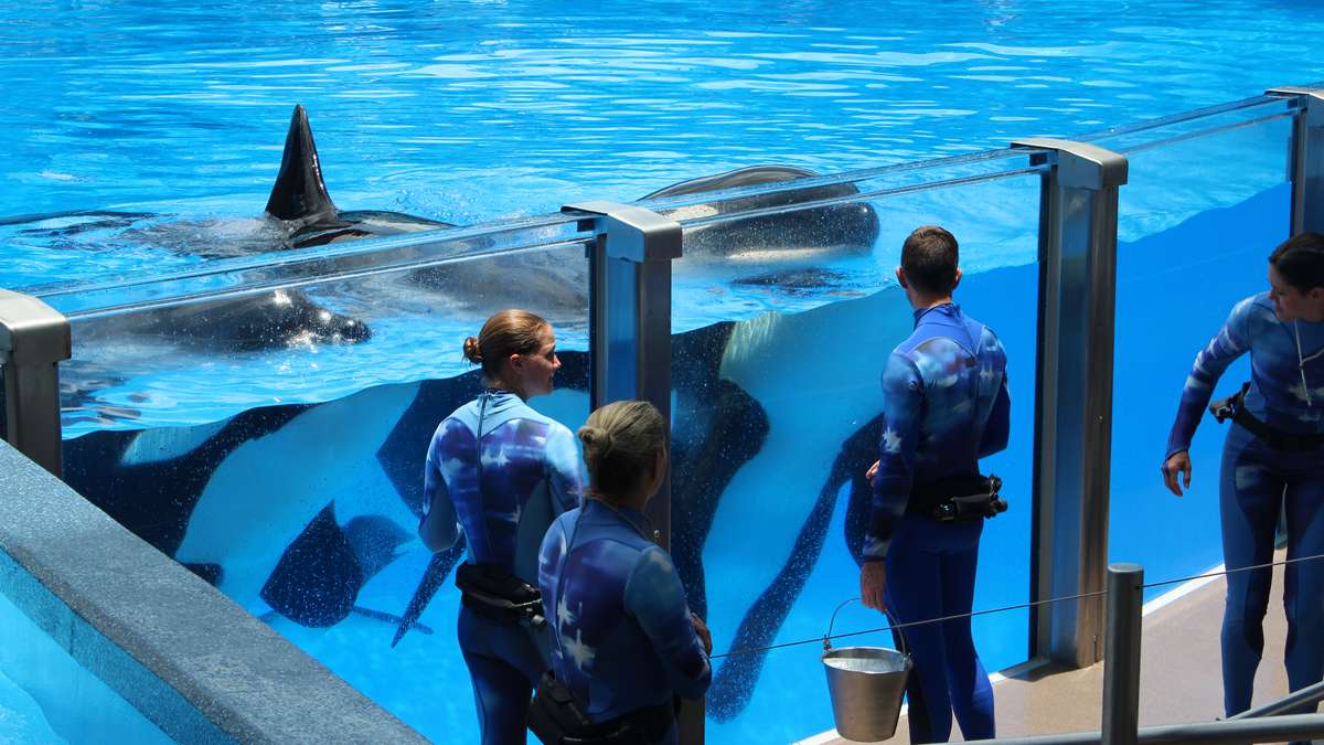 O SeaWorld é ruim? Pequenos fatos sobre parques marinhos