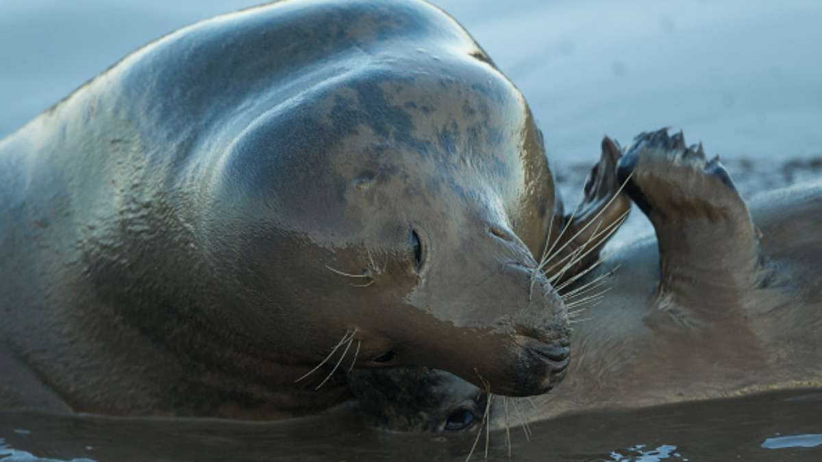 O Pokémon foca de água. Sealqueous é um curiosos Pokémon encontrado nas  áreas costeiras de Lareen. Segundo cientistas que e…