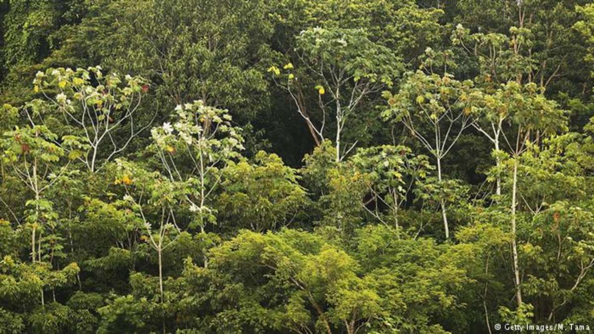 Sustentabilidade com o Google: ajudando a preservar a Amazônia e a