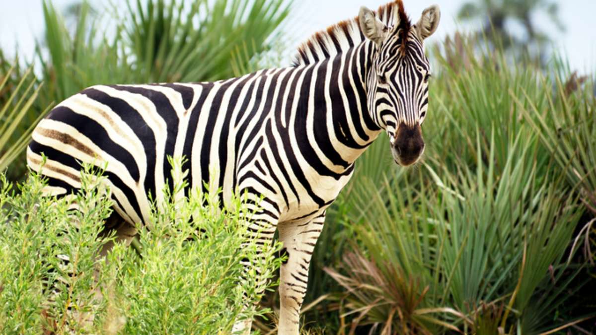 A zebra é um bicho preto com listras brancas ou branco com listras