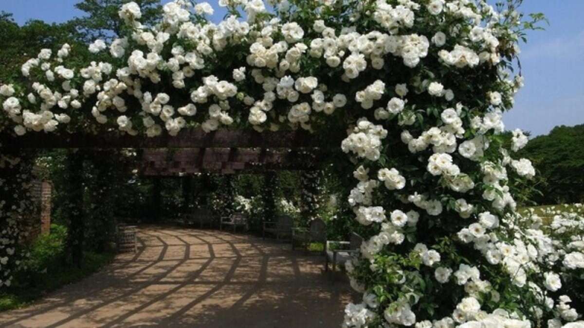 Trepadeira: Confira +50 Fotos para Ornamentar o Seu Jardim