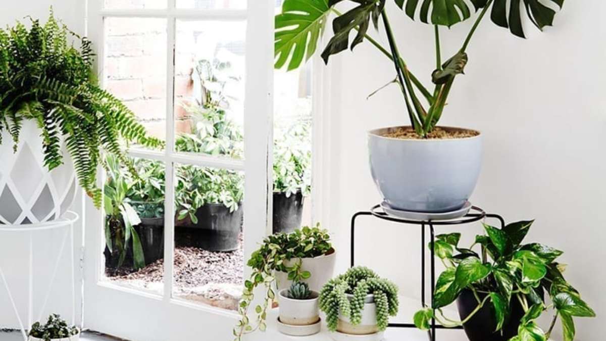9 plantas que são resistentes ao frio do inverno