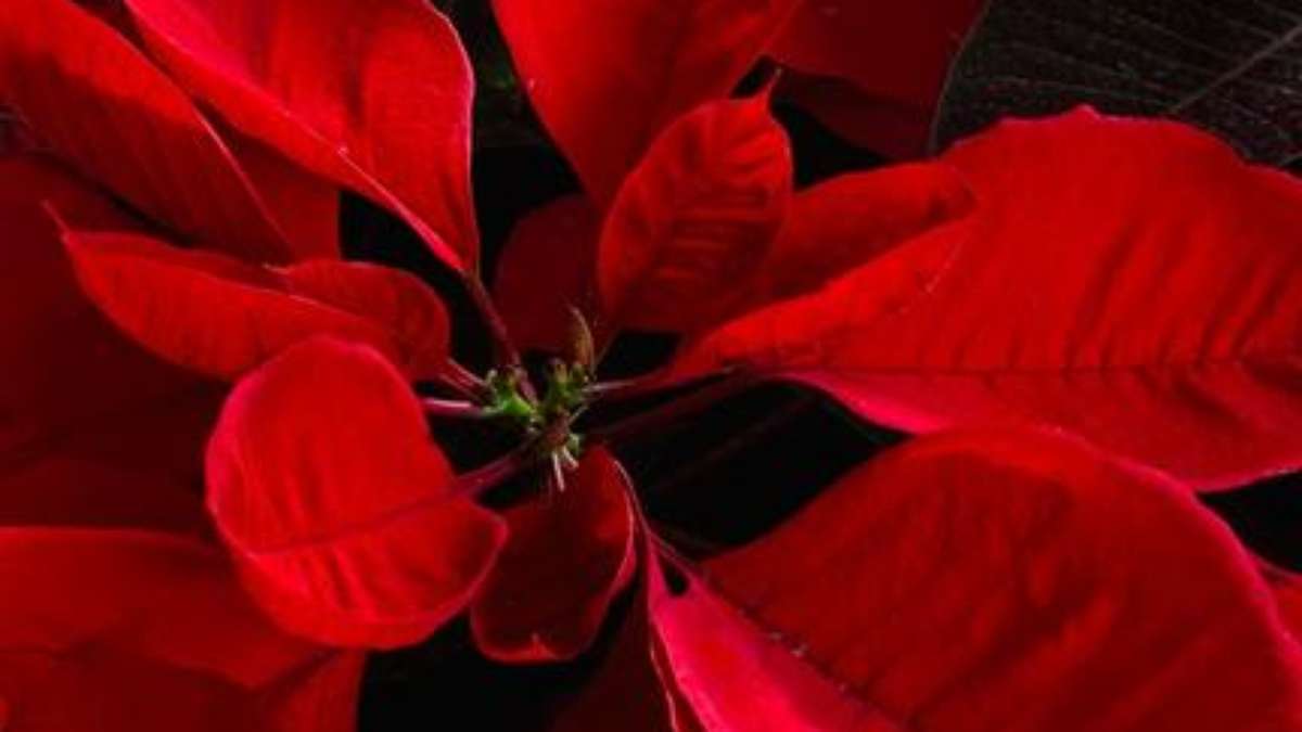 A flor do Natal: Conheça mais sobre a Poinsettia