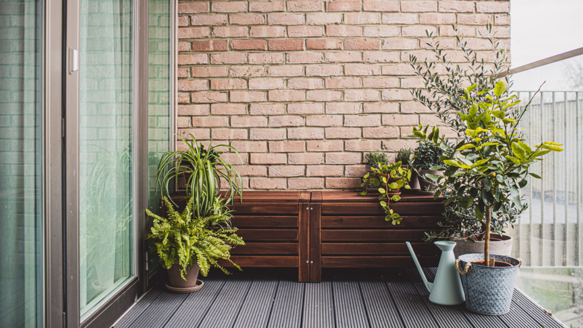 5 plantas que se dão bem em lugares com vento para ter na varanda