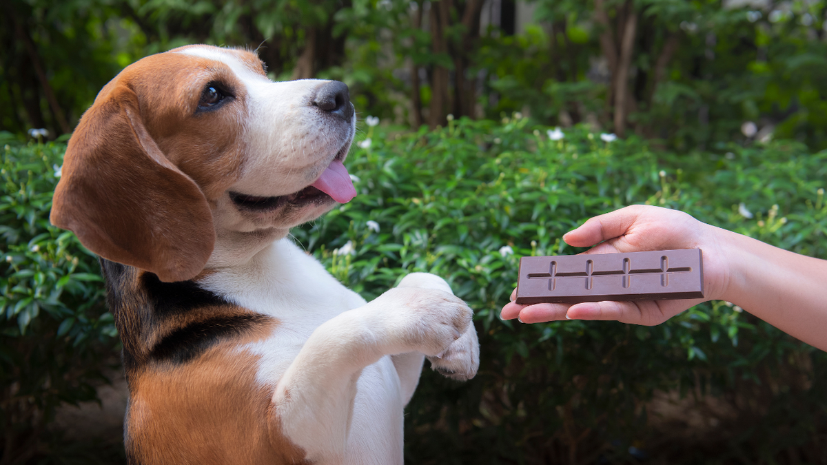 Seu cachorro pode comer chocolate na Páscoa? Descubra