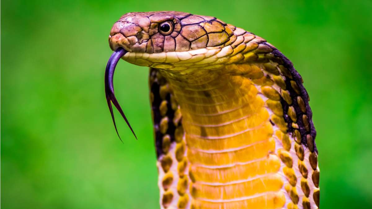 O que significa sonhar com cobras; confira também os números – Metro World  News Brasil