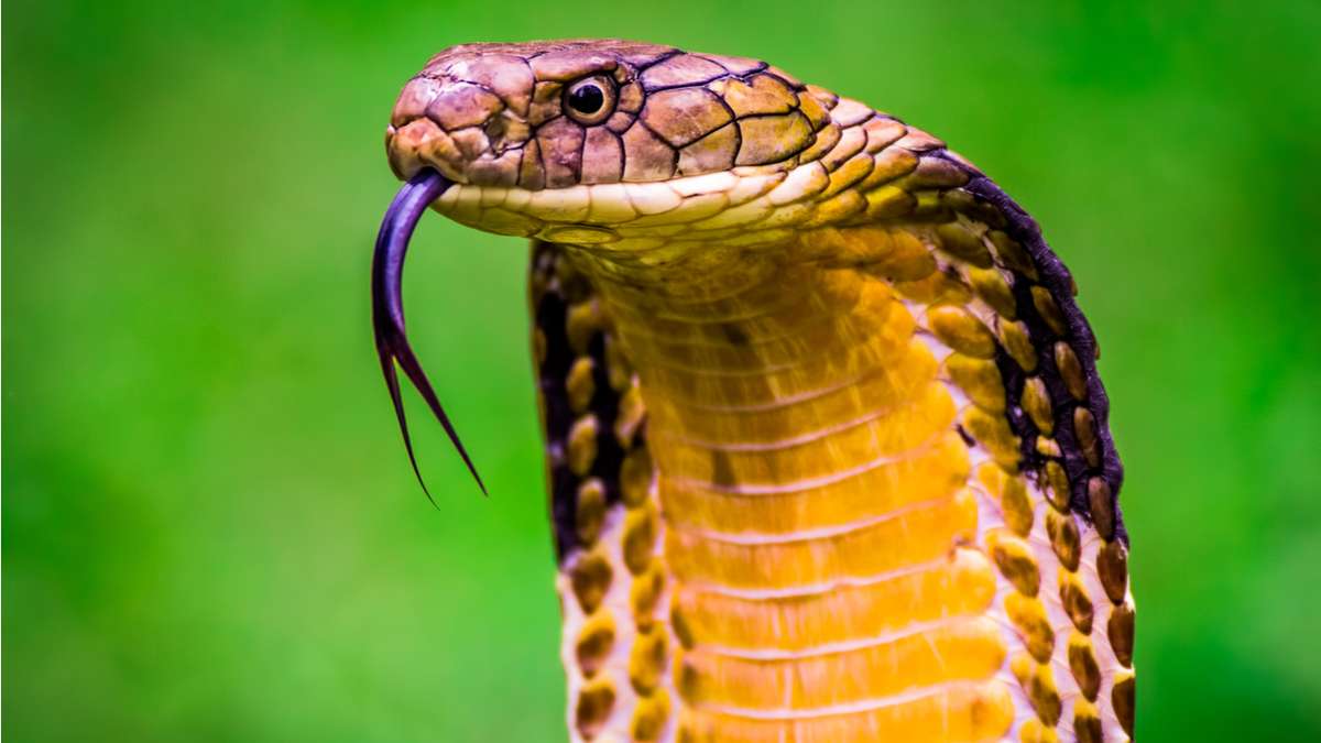 cobra azul escuro e amarela rajada é venenosa